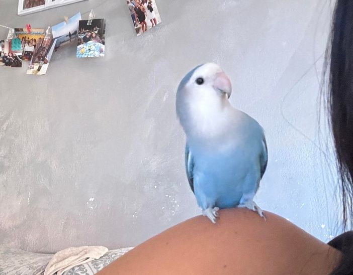 «Spriz è volato via: aiutatemi a ritrovarlo»