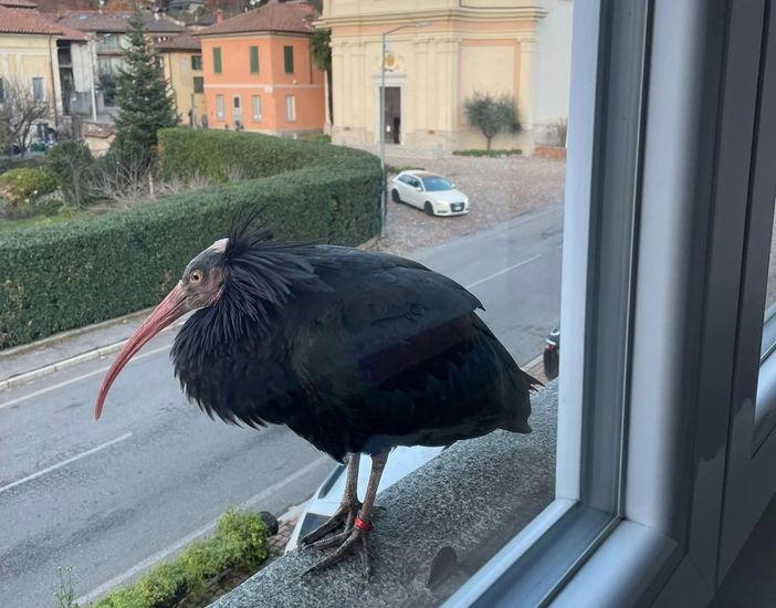 L'esemplare di Ibis Eremita immortalato a Brinzio in una foto tratta dalla pagina Facebook del Comune
