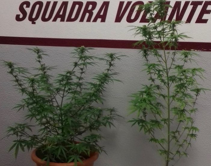 Non si fermano all'alt e fanno un incidente con lo scooter: in casa la polizia trova due piante di marijuana Non si fermano all'alt e fanno un incidente con lo scooter: in casa la polizia trova due piante di marijuana