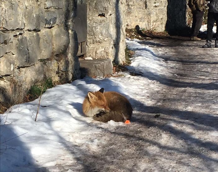 VIDEO. Volpe ferita su un sentiero del Sacro Monte, la salva l'assessore Lovato VIDEO. Volpe ferita su un sentiero del Sacro Monte, la salva l'assessore Lovato