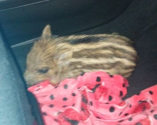 La foto del piccolo di cinghiale investito pubblicata sulla pagina Facebook "Sei di Venegono Superiore se" La foto del piccolo di cinghiale investito pubblicata sulla pagina Facebook "Sei di Venegono Superiore se"