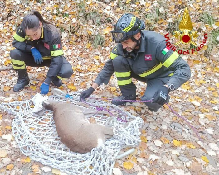 Il capriolo salvato nei boschi sopra Velate a Varese
