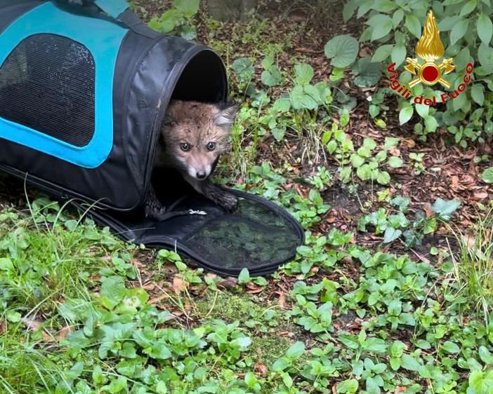 FOTO. Laveno, cucciolo di volpe resta incastrato in un canale di scarico: salvato dai vigili del fuoco
