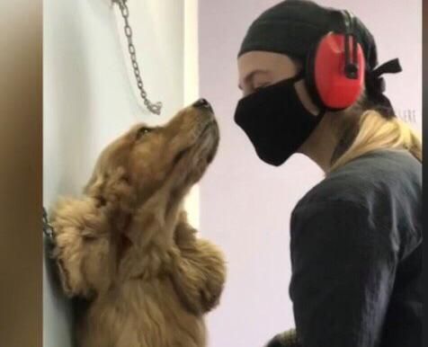 Zona rossa, l'appello della titolare di un salone di bellezza per animali varesino: «Lasciateci lavorare»