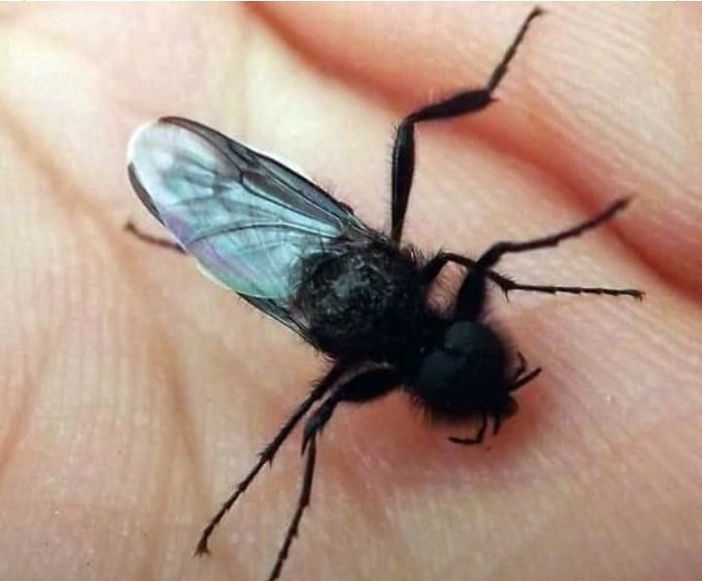 Strani insetti al Parco Pineta? Svelato il mistero: «Non sono pericolosi, ma utili alla natura: non uccideteli»