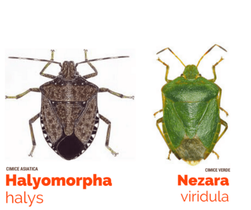 Cimice asiatica: è allarme per l’agricoltura del Nord. La soluzione? E' la vespa samurai