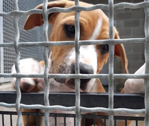 Varese, Angei e Bison (Lega): «La giunta rispetti la promessa del contributo al canile»