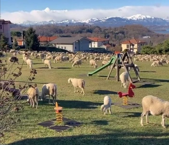 Pecore al pascolo nell'area giochi di Azzate e le mamme insorgono