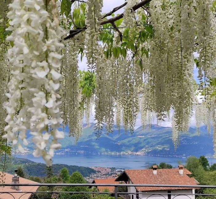 Uno scorcio del Lago Maggiore da Montegrino Valtravaglia che sembra un'opera d'arte Uno scorcio del Lago Maggiore da Montegrino Valtravaglia che sembra un'opera d'arte