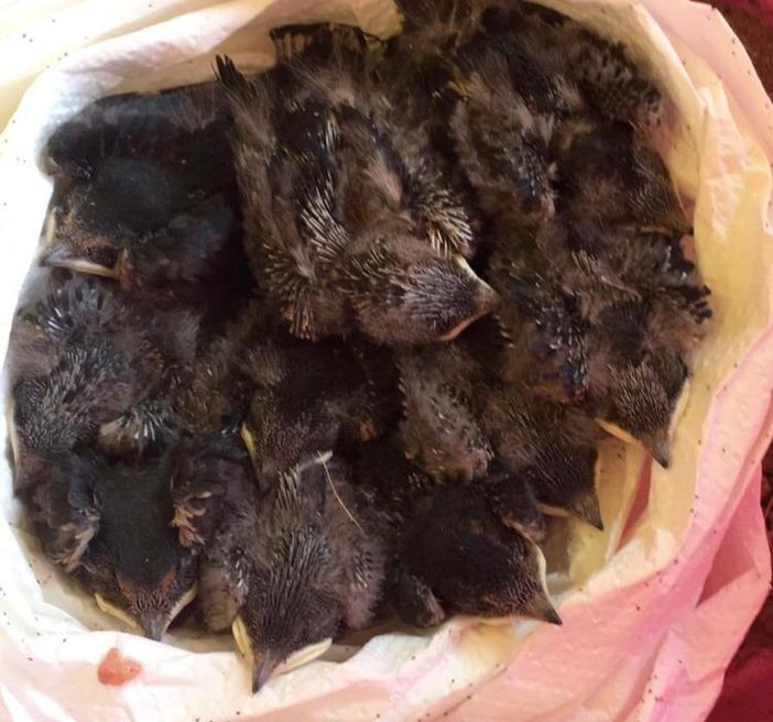 Dieci piccoli di rondini chiusi un sacchetto e gettati in un campo