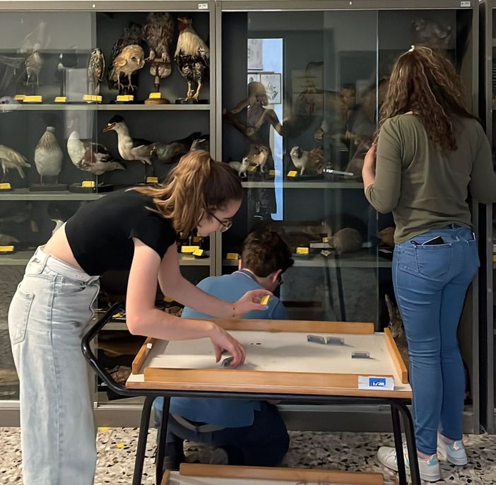 I Musei Civici, le raccolte e le memorie del Liceo Cairoli