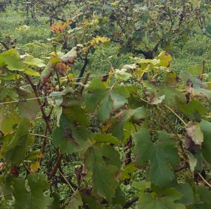 Tradate, la grandine si abbatte anche sulla tradizione: devastato il vigneto didattico Tradate, la grandine si abbatte anche sulla tradizione: devastato il vigneto didattico