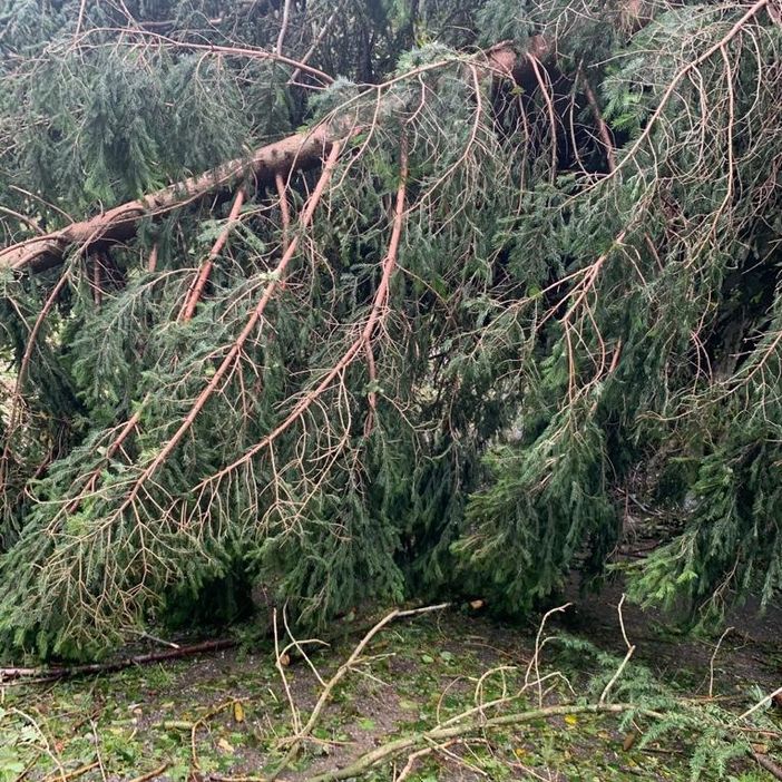 La proposta del Comitato Ambiente Verbano: «Contribuiamo tutti alla piantumazione di alberi nei sentieri tra Cittiglio e Vararo»