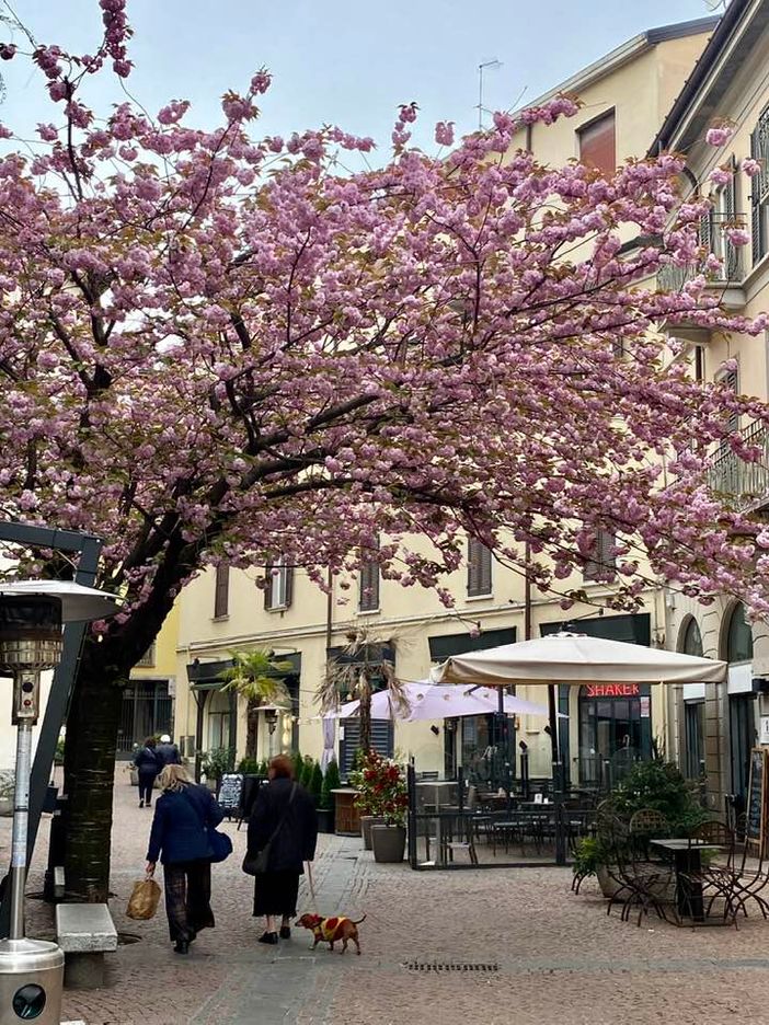 Daniele Zanzi e la cartolina con il Piantone indirizzata a tutti i varesini