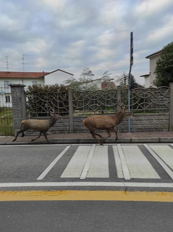 (foto tratta da facebook, Emilio Illiano). Nelle foto si vedono due cervi ma gli avvistamenti parlano con certezza di tre animali