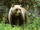 Orso trovato morto a Ortona dei Marsi, indagini e accertamenti