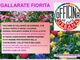 Ditelo con un fiore: «Facciamo di Gallarate un giardino»