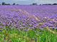 Dal viola al giallo: i fiori colorano i campi di Cantello. E le api ringraziano