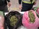 A Malpensa sequestrati 18 chili di Khat: arrestato un uomo A Malpensa sequestrati 18 chili di Khat: arrestato un uomo