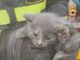 Sesto Calende, gattino incastrato in una tubatura: liberato dopo ore di lavoro