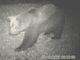 VIDEO. L’orso M29 torna in Val Grande: nuova osservazione nella zona nord del Parco
