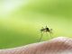 West Nile a Germignaga, confermata la presenza del virus in una gazza West Nile a Germignaga, confermata la presenza del virus in una gazza