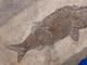 Besano, escursione sulle tracce dei fossili: domenica 5 ottobre visita guidata agli scavi e al museo Besano, escursione sulle tracce dei fossili: domenica 5 ottobre visita guidata agli scavi e al museo