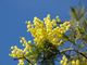 A SPASSO NEL WEEKEND. La provincia di Varese si tinge di rosa e profuma di mimosa per la Festa della Donna