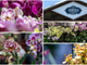All'Agricola ogni giorni orchidee protagoniste (sotto in gallery l'area dedicata): dall'11 al 13 settembre torna la rassegna "Varese Orchidea" All'Agricola ogni giorni orchidee protagoniste (sotto in gallery l'area dedicata): dall'11 al 13 settembre torna la rassegna "Varese Orchidea"