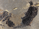 Un pesce di 240 milioni di anni fa porta il nome del Verbano Un pesce di 240 milioni di anni fa porta il nome del Verbano