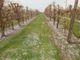Dopo la siccità la grandine: danneggiati ortaggi e alberi da frutto in tutta la Lombardia