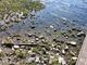 Arriva la pioggia ma il Lago Maggiore continua a soffrire