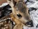 FOTO. Il cucciolo di capriolo salvato a Luvinate