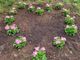 Nonna Maria non c'è più, ma il suo ricordo vive nei fiori e nel cuore dei suoi famigliari
