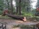FOTO e VIDEO. La furia della tempesta fa crollare alberi come fuscelli, il disastro nel parco secolare del Palace
