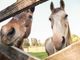 Domenica 3 dicembre un'opportunità per conoscere Progetto Islander e le storie di cavalli e pony salvati dai maltrattamenti