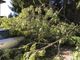 FOTO. Temporale nella notte, piante abbattute. A Varese albero crolla su un'auto in sosta FOTO. Temporale nella notte, piante abbattute. A Varese albero crolla su un'auto in sosta