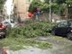 Un grosso ramo caduto al semaforo all’angolo tra via Sabotino e via Dandolo