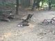 Vandali in festa nell'area cani: resti di alcol, droga e persino di una bicicletta