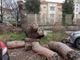 FOTO - Sette mesi e l'albero caduto è ancora lì...