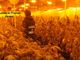 La GdF di Varese scopre due maxi serre di marijuana: sequestrati oltre 1.700 piante e 40 chili di infiorescenze La GdF di Varese scopre due maxi serre di marijuana: sequestrati oltre 1.700 piante e 40 chili di infiorescenze
