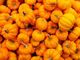 Coldiretti Varese: nel weekend zucche in agriturismo e all’AgriMercato