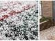 Il graupe, cioè il fenomeno della neve tonda ha interessato questa mattina alcune zone tra Varese e Biandronno (foto tratte da NaturalMeteo)