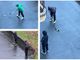 VIDEO. Quattro ragazzini giocano a hockey in strada a Varese: è la vittoria più grande dei Mastini