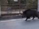 VIDEO. Cinghiale a spasso nel traffico di viale Aguggiari