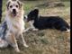 Il cagnolino da ritrovare, qui in primo piano con il pelo chiaro