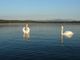 Biodiversità, salute, e cambiamenti climatici. Al via un progetto di Ats Insubria per proteggere i nostri laghi