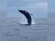 Arenzano, lo spettacolo della megattera che 'danza' poco distante dalla costa (VIDEO)