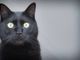 Giornata del gatto nero, tra mito e superstizione: ecco perché adottarli Giornata del gatto nero, tra mito e superstizione: ecco perché adottarli