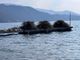 Le fascine che verranno posate domenica sul lago Maggiore per agevolare la riproduzione del pesce persico reale